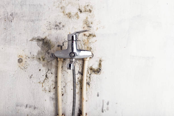 Best Residential Mold Removal  in Central Falls, RI
