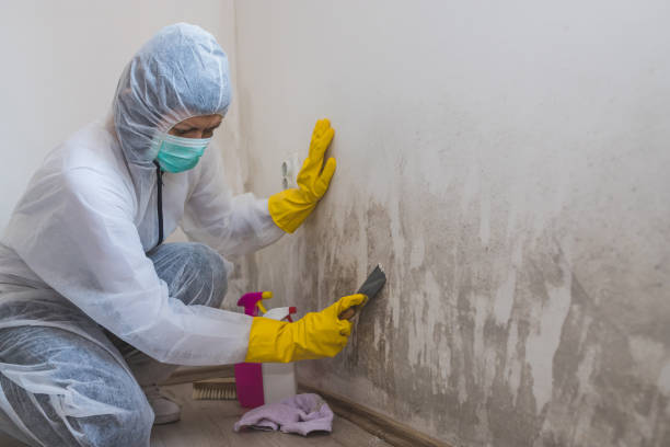 Best Black Mold Removal  in Central Falls, RI