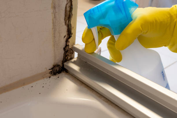 Professional Mold Removal in Central Falls, RI