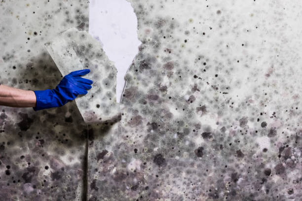 Best Attic Mold Removal  in Central Falls, RI